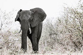 Elephant.