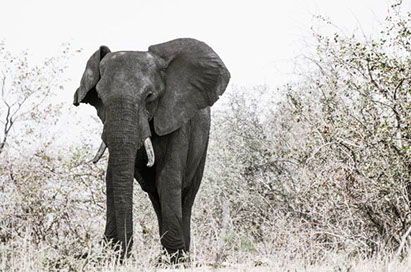 Elephant.